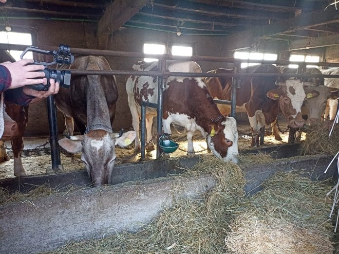 Krave/Farmeri
