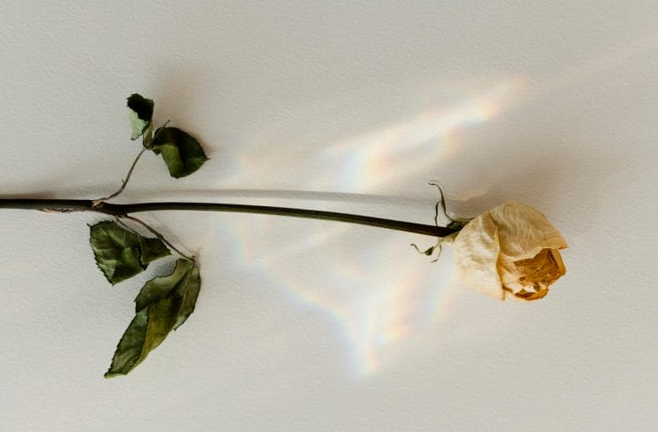 upside-down-white-rose-wall (1)