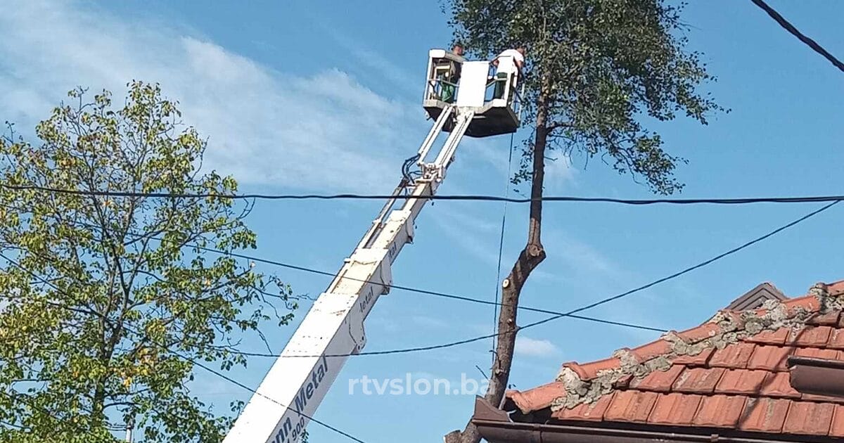 posječeno stablo jedne od najstarijih krušaka u Tiuzli