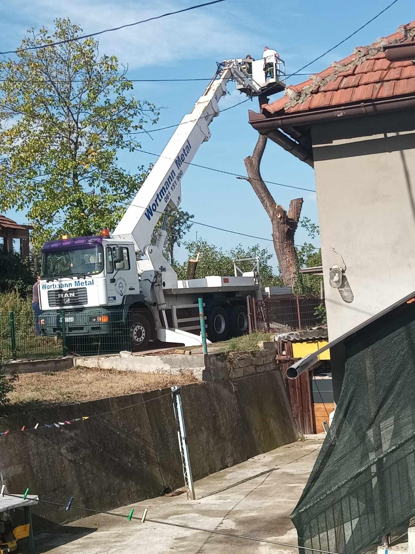 Stablo jedne od najstarijih krušaka u Tuzli