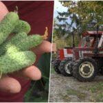 Poljoprivreda, kornišoni, traktor, farma, zahtjev