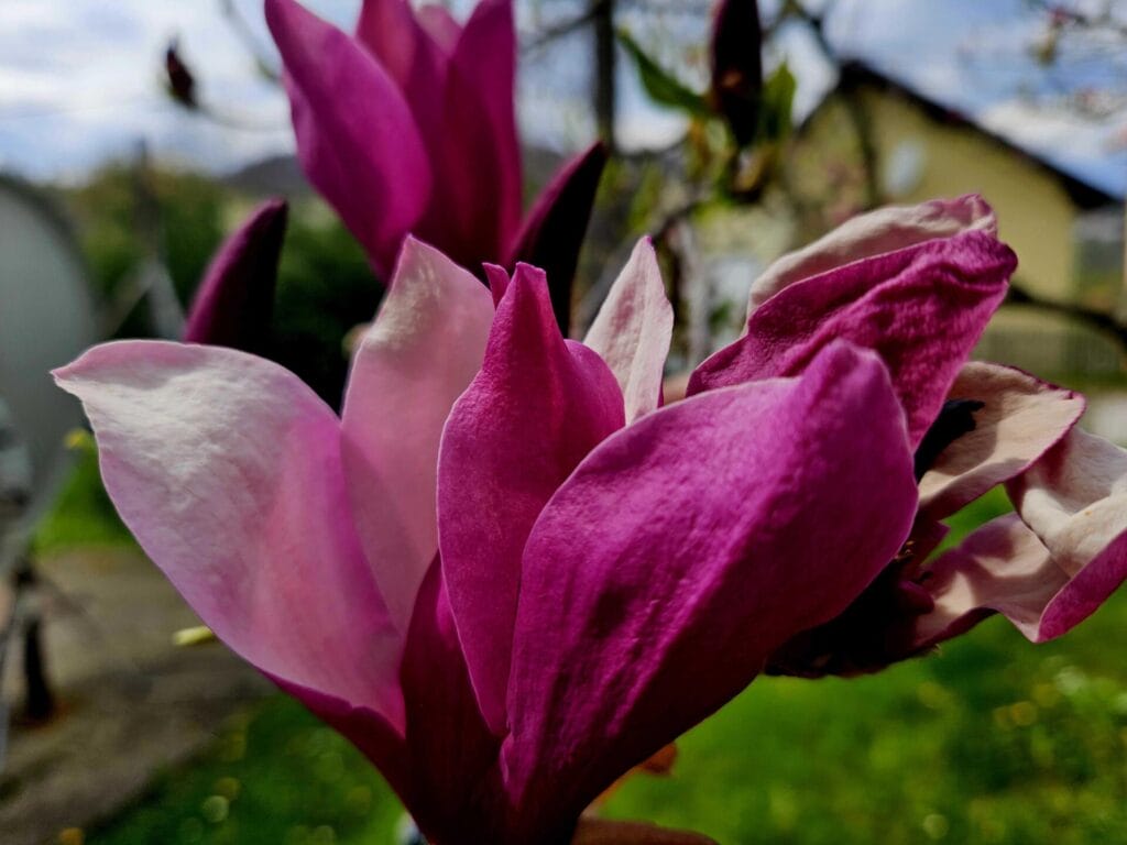 Magnolija