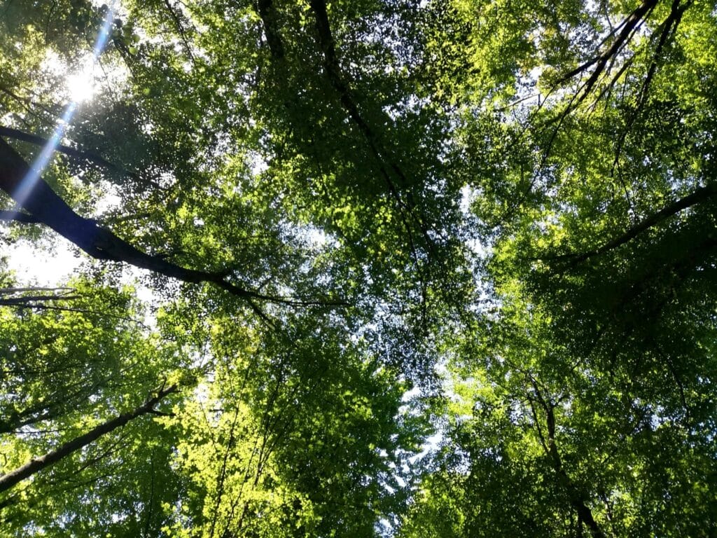 Pogled prema krošnjama šume na Majevici kroz koje se probijaju sunčevi zraci, svjetski dan zaštite okoliša, šuma, litijum na Majevici