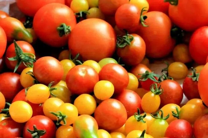 Paradajz/ Kako prepoznati one koji su puni pesticida
