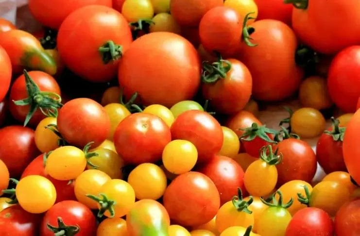 Paradajz/ Kako prepoznati one koji su puni pesticida