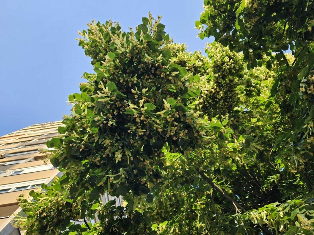 Cvijet lipe u punom cvatu izbliza, lipa u Tuzli, Oktobarska ulica, Aleja Alije Izetbegovića Tuzla