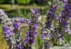 Lavanda u punom cvatu u domaćem vrtu, snimljena autentično u Bosni i Hercegovini