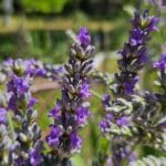 Lavanda u punom cvatu u domaćem vrtu, snimljena autentično u Bosni i Hercegovini