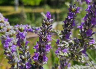 Lavanda u punom cvatu u domaćem vrtu, snimljena autentično u Bosni i Hercegovini