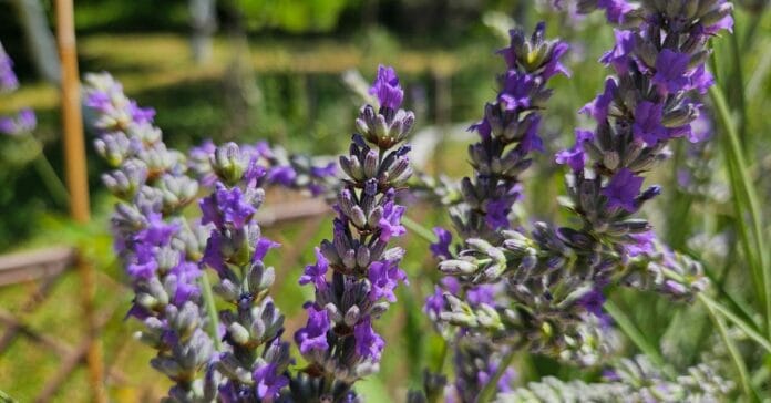 Lavanda u punom cvatu u domaćem vrtu, snimljena autentično u Bosni i Hercegovini