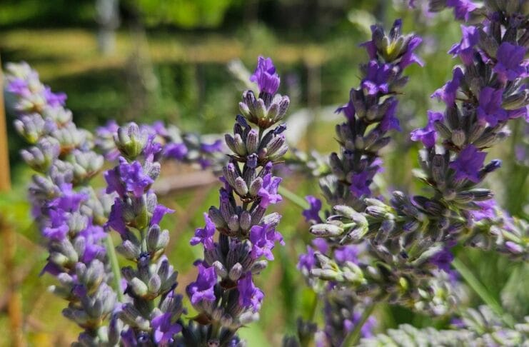 Lavanda u punom cvatu u domaćem vrtu, snimljena autentično u Bosni i Hercegovini