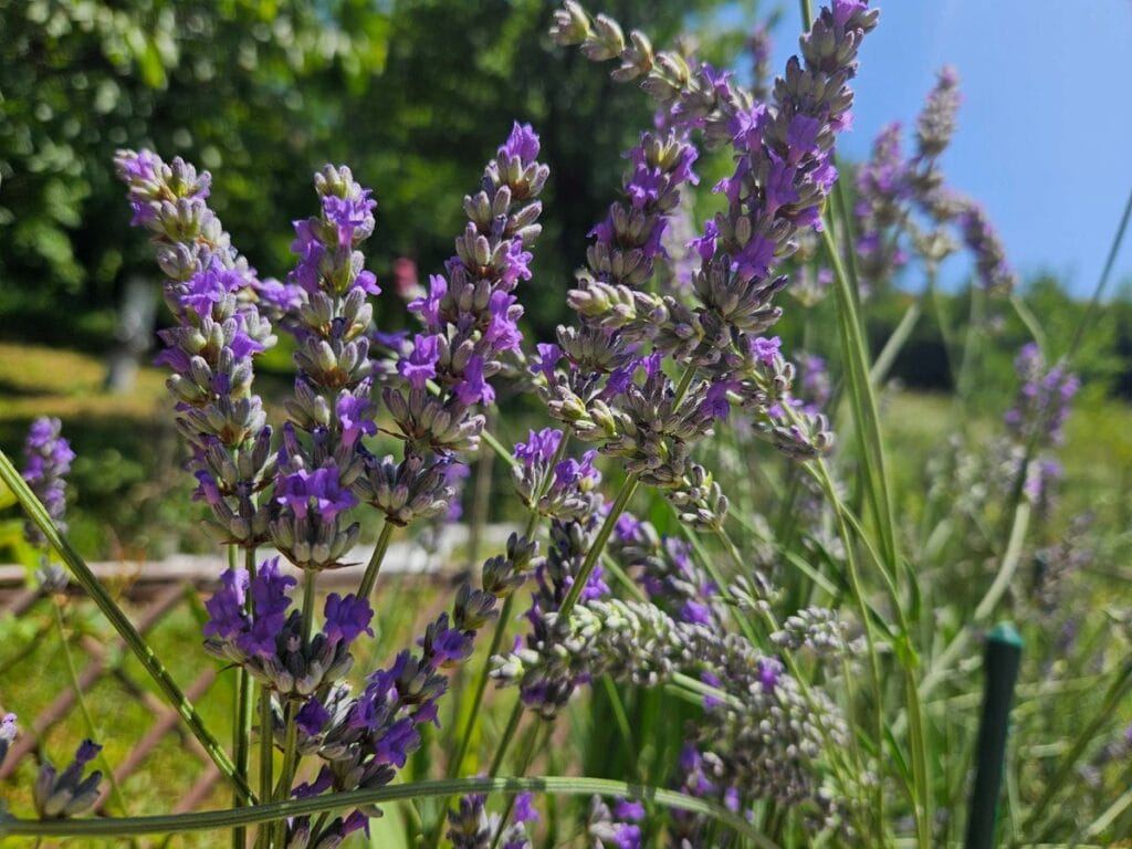 lavanda 