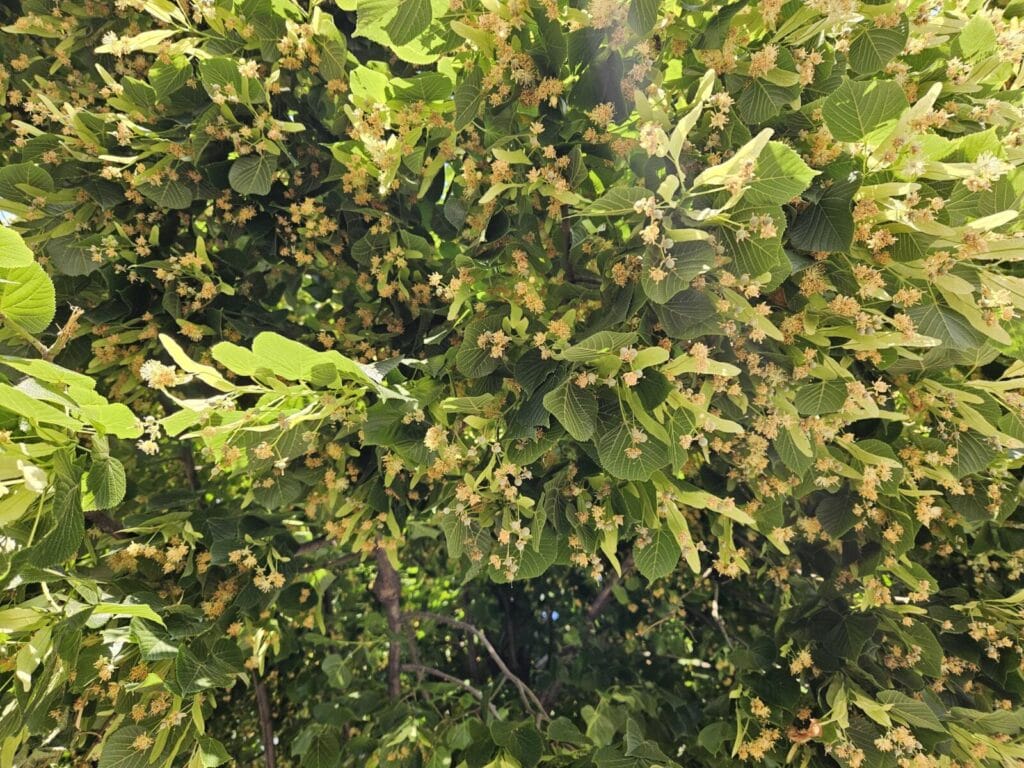 Gusti cvjetovi crne lipe u punoj cvatnji, lipa u Tuzli, Oktobarska ulica, Aleja Alije Izetbegovića 