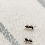 kako se riješiti mrava prirodnim putem, Crni mravi na kuhinjskoj krpi u domaćinstvu