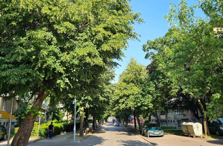 Drvored lipa u cvatu u Tuzli, Oktobarska ulica, Aleja Alije Izetbegovića