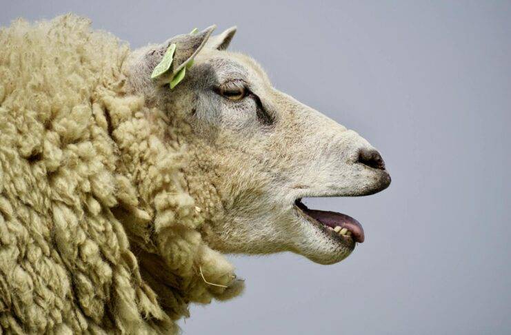 Islamska zajednica apeluje na vjernike: Kurban mora imati veterinarsku potvrdu