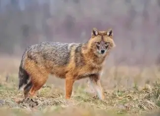 Šakal