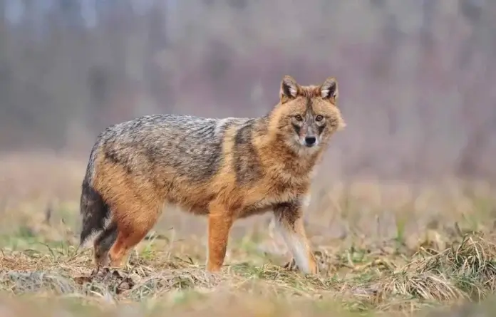 Šakal