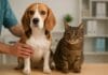 Odgovorno vlasništvo, Pas i mačka u veterinarskoj ambulanti – simbol odgovornog vlasništva
