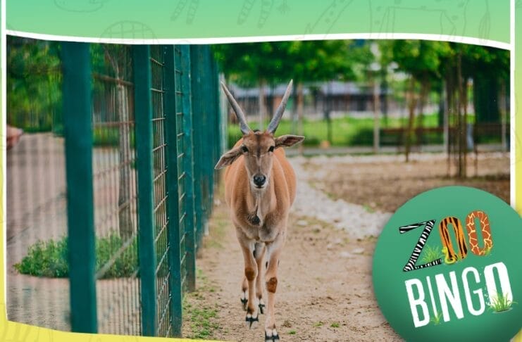 ZOO vrt Bingo ima novo radno vrijeme