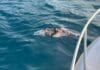 Uginuli delfin pronađen kod Pelješkog mosta i Kleka