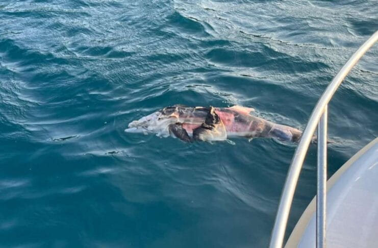Uginuli delfin pronađen kod Pelješkog mosta i Kleka